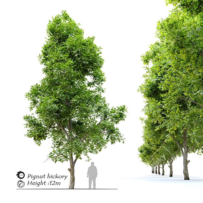 Pignut Hickory Tree (Carya glabra) 3D model image 9