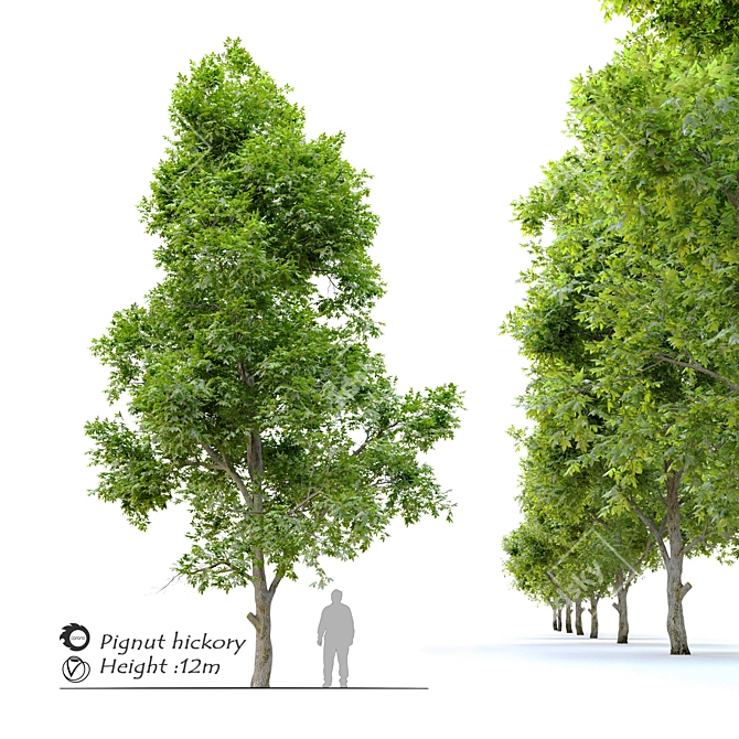 Pignut Hickory Tree (Carya glabra) 3D model image 12