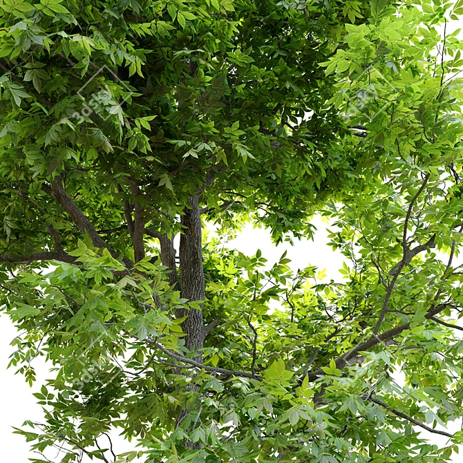 Pignut Hickory Tree (Carya glabra) 3D model image 16