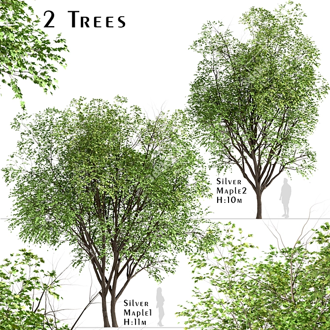Growing Glory: 2 Silver Maple Trees Set 3D model image 1