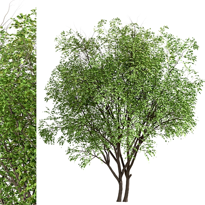 Growing Glory: 2 Silver Maple Trees Set 3D model image 2