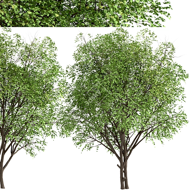 Growing Glory: 2 Silver Maple Trees Set 3D model image 4