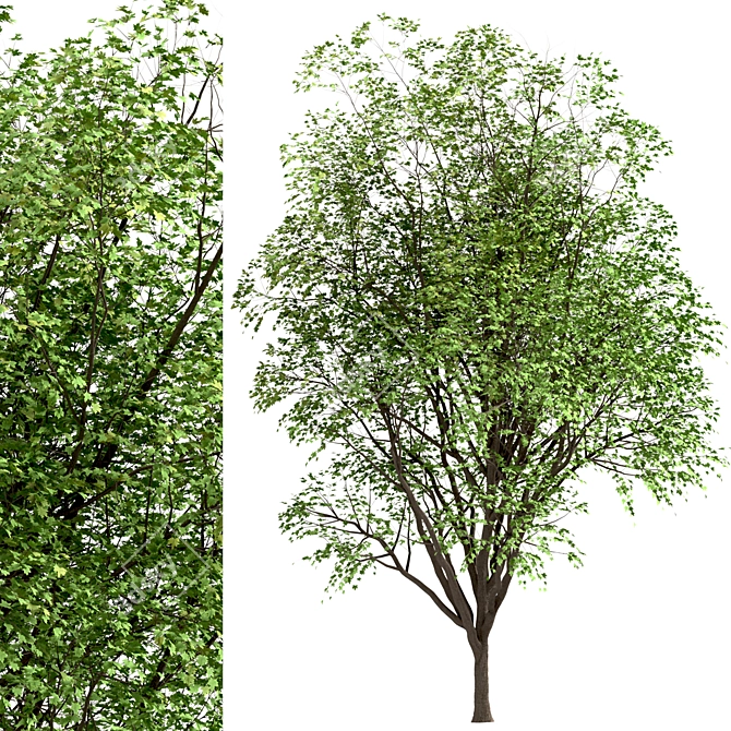 Growing Glory: 2 Silver Maple Trees Set 3D model image 5
