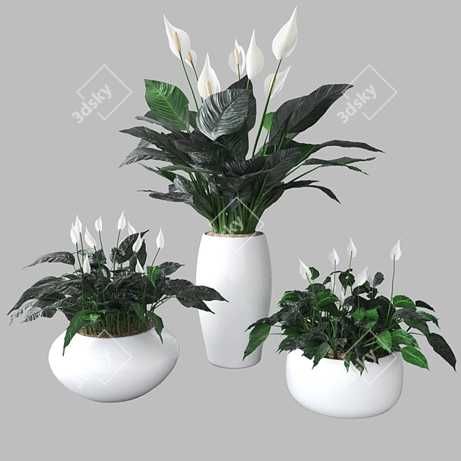 Elegant Peace Lily Plant 3D model image 1