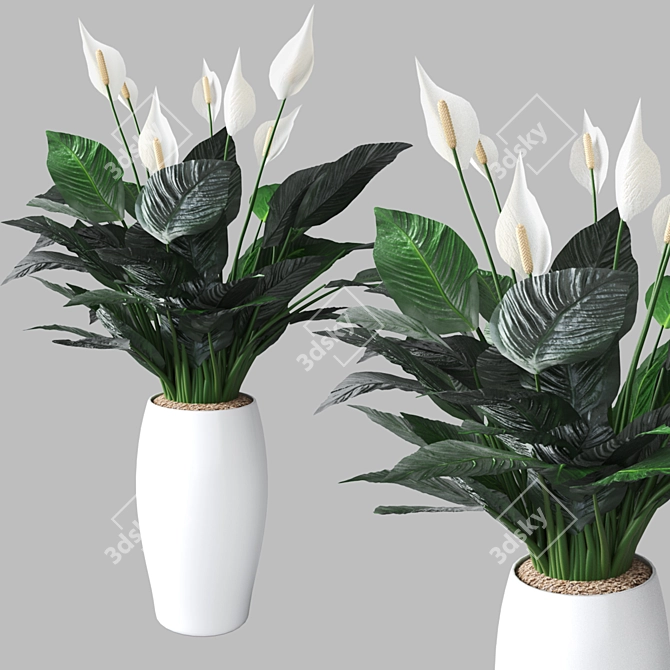 Elegant Peace Lily Plant 3D model image 3