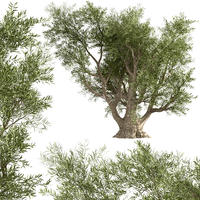 Mediterranean Duo: 2 Olive Trees 3D model image 3