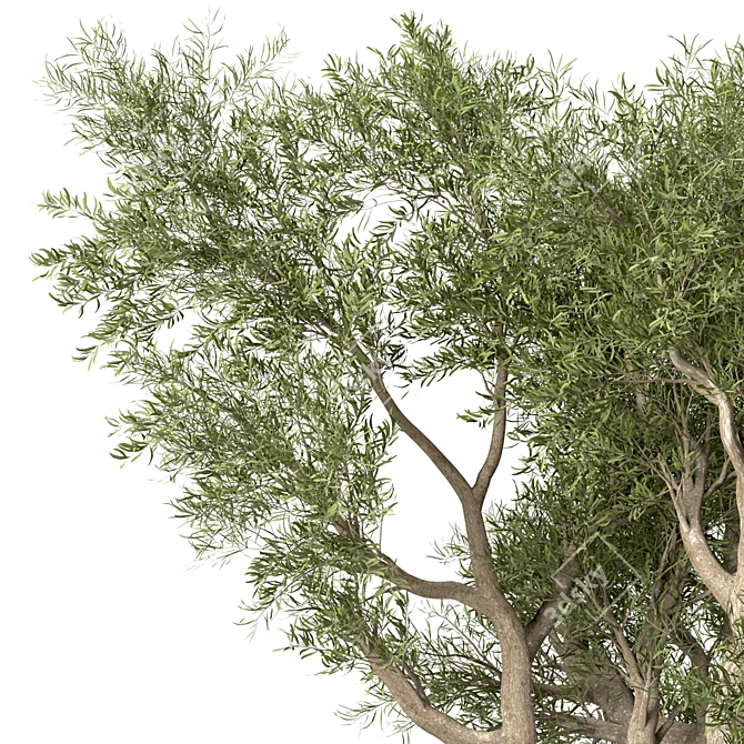 Mediterranean Duo: 2 Olive Trees 3D model image 5