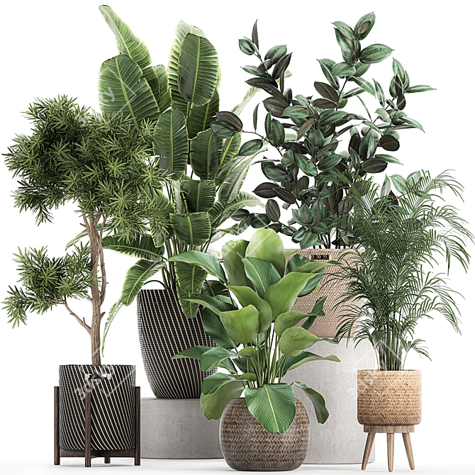 Exotic Plant Collection: Banana Palm, Ravenala, Ficus │ Decorative Plants for Indoor and Outdoor Use 3D model image 1