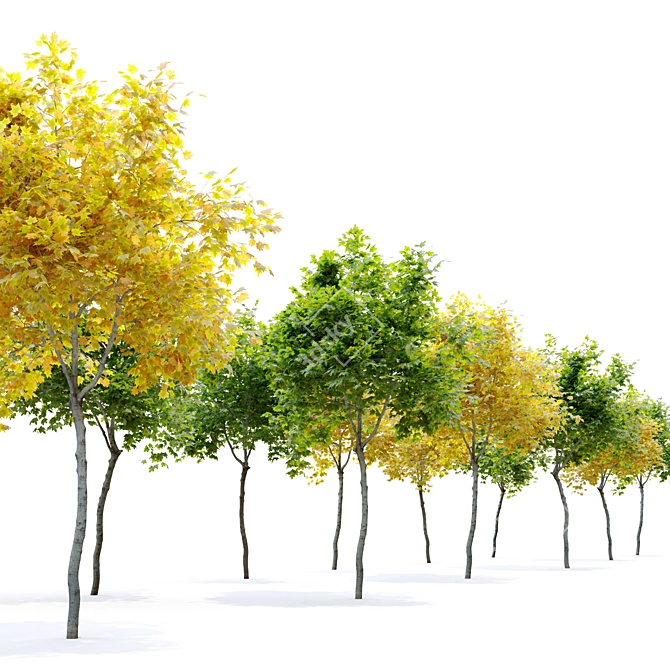 Mini Maple Tree: 3m Height, Two Material Options 3D model image 2