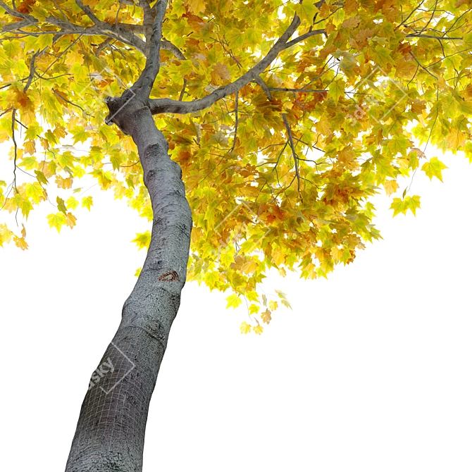 Mini Maple Tree: 3m Height, Two Material Options 3D model image 3