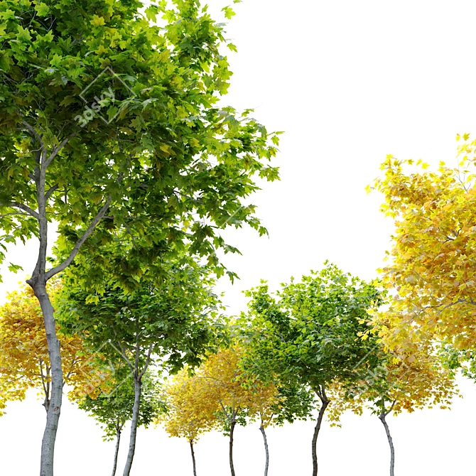 Mini Maple Tree: 3m Height, Two Material Options 3D model image 4