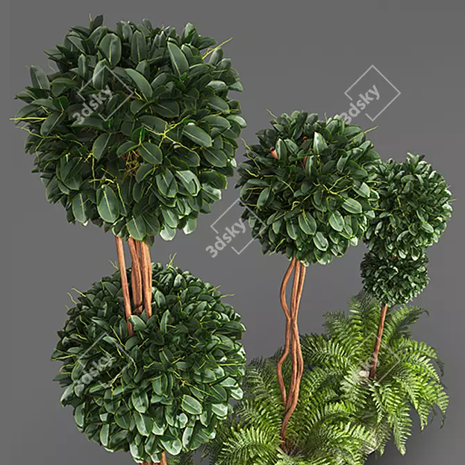 French Plant Collection: Tallest 250cm 3D model image 2