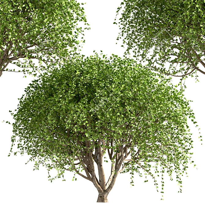 Weeping White Mulberry Trees: Ornamental & Fruitful 3D model image 1