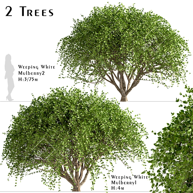 Weeping White Mulberry Trees: Ornamental & Fruitful 3D model image 2