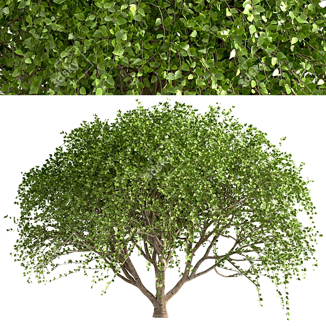 Weeping White Mulberry Trees: Ornamental & Fruitful 3D model image 3