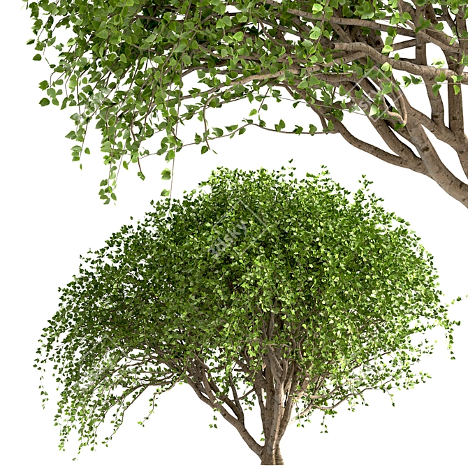 Weeping White Mulberry Trees: Ornamental & Fruitful 3D model image 5