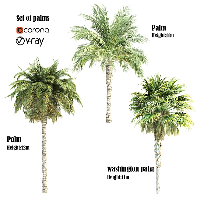 Tropical Palms Collection: 3 Varieties 3D model image 1