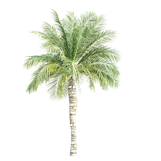 Tropical Palms Collection: 3 Varieties 3D model image 2