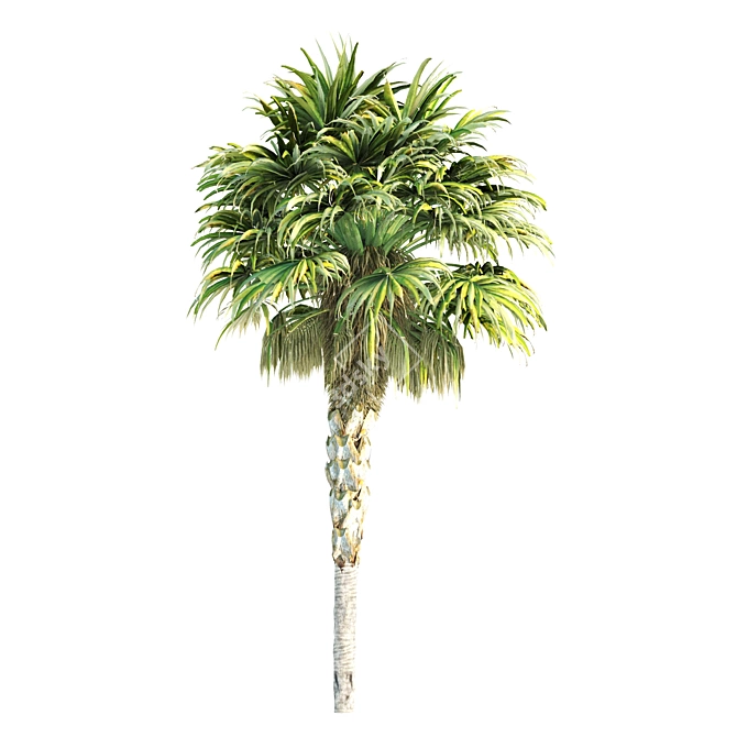 Tropical Palms Collection: 3 Varieties 3D model image 3