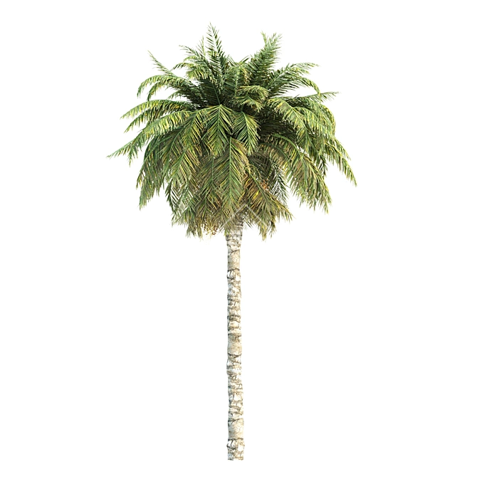 Tropical Palms Collection: 3 Varieties 3D model image 4