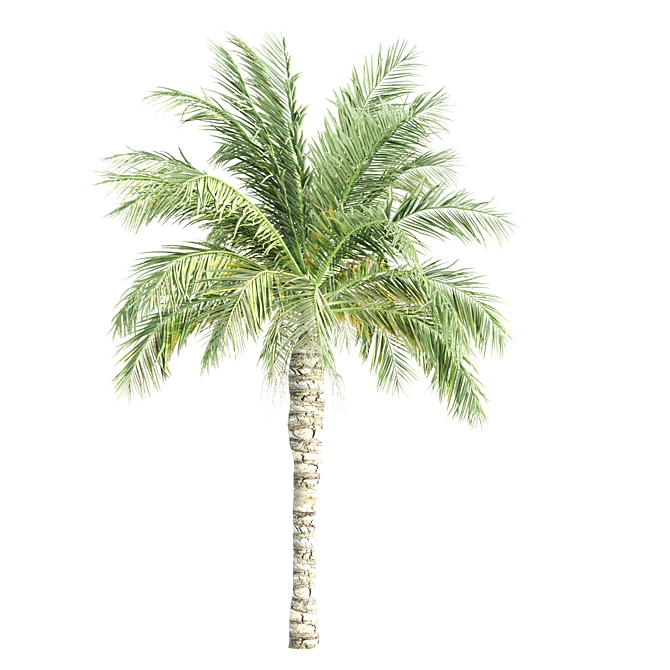 Tropical Palms Collection: 3 Varieties 3D model image 5