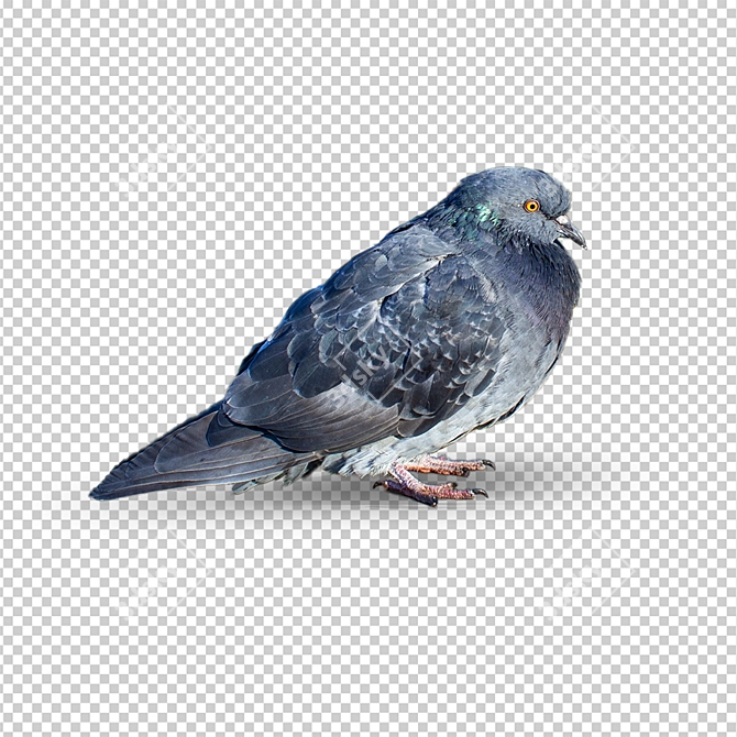 Lovely Pigeon Exterior Ornament 3D model image 2