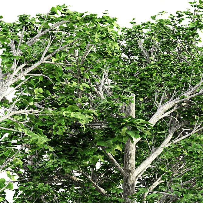 European Linden Forest: 5 Tall Trees 3D model image 3