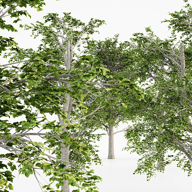 European Linden Forest: 5 Tall Trees 3D model image 4