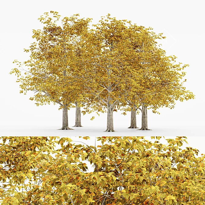 European Beech Fall - 5 Trees 3D model image 1