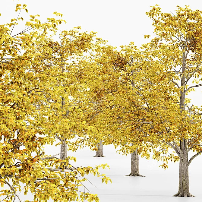 European Beech Fall - 5 Trees 3D model image 2