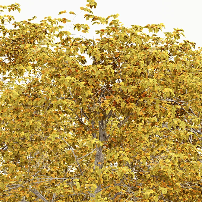 European Beech Fall - 5 Trees 3D model image 3