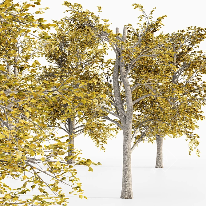European Linden Autumn Tree Set 3D model image 2