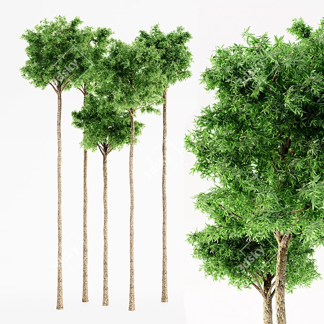 Flooded Gum Jungle: 5 Majestic Trees 3D model image 1