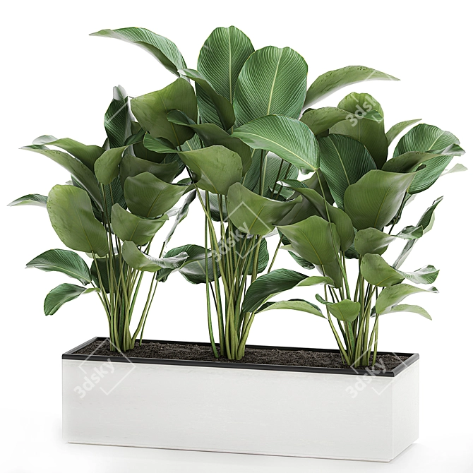 Exotic Plant Collection: Calathea, Ravenala, Strelitzia 3D model image 1