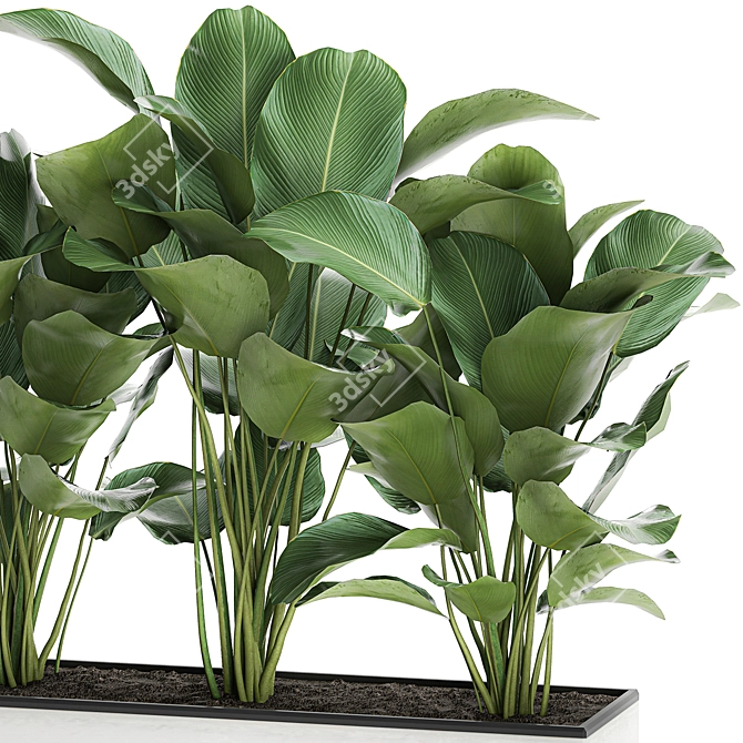 Exotic Plant Collection: Calathea, Ravenala, Strelitzia 3D model image 3