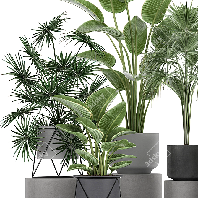 Tropical Plant Collection: Exotic Palms & Fan Palms 3D model image 3