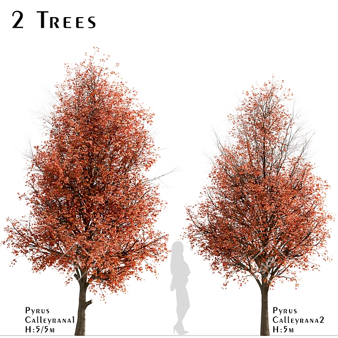 Callery Pear Tree Duo - Exquisite Pyrus Calleryana Pair 3D model image 1