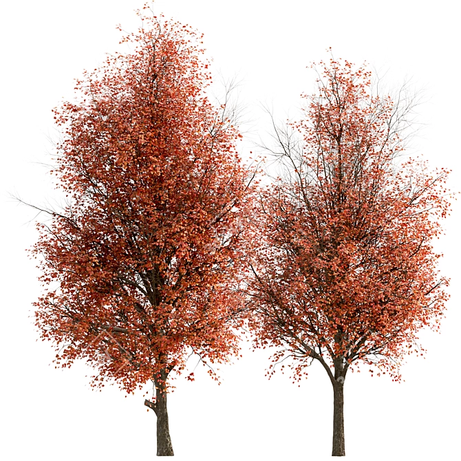 Callery Pear Tree Duo - Exquisite Pyrus Calleryana Pair 3D model image 2