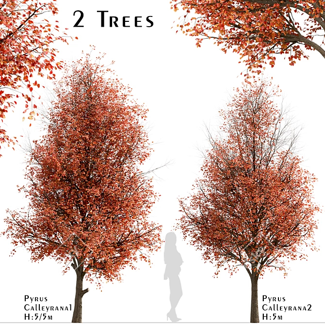 Callery Pear Tree Duo - Exquisite Pyrus Calleryana Pair 3D model image 3