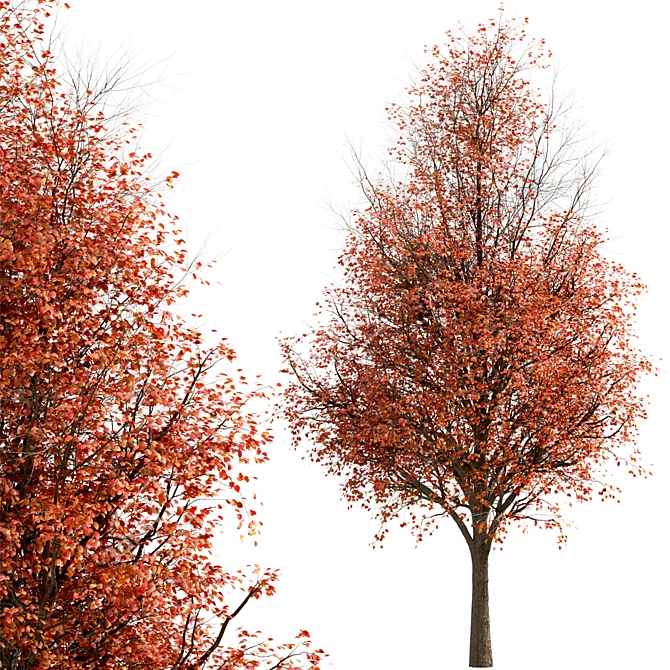 Callery Pear Tree Duo - Exquisite Pyrus Calleryana Pair 3D model image 4