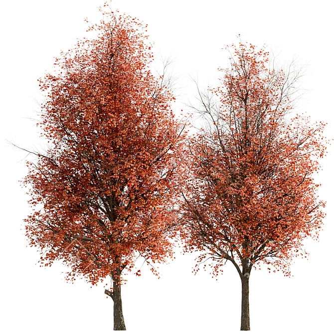 Callery Pear Tree Duo - Exquisite Pyrus Calleryana Pair 3D model image 5