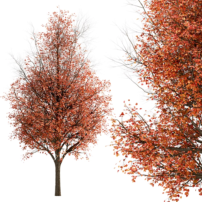 Callery Pear Tree Duo - Exquisite Pyrus Calleryana Pair 3D model image 6