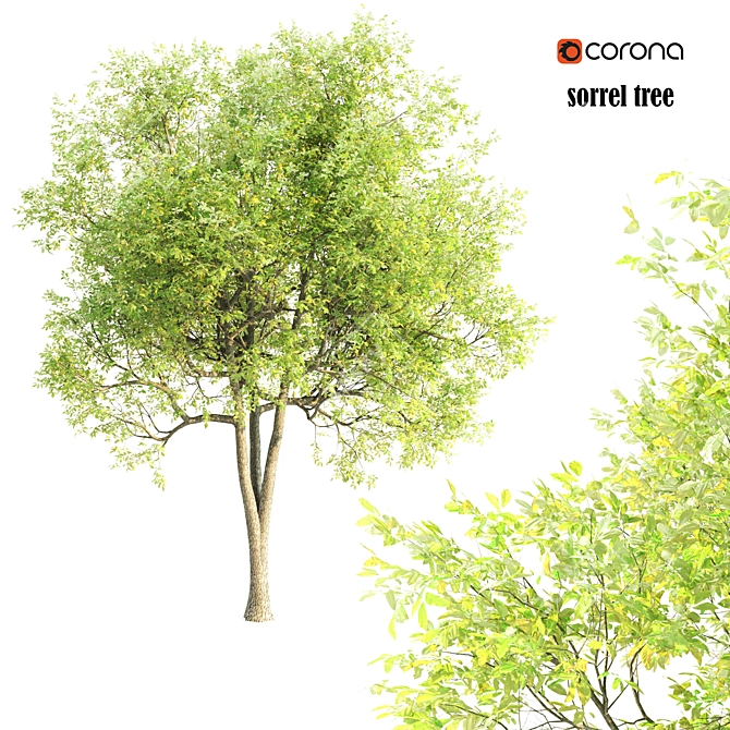 Tall Sorrel Tree V-2: 12m Height 3D model image 1