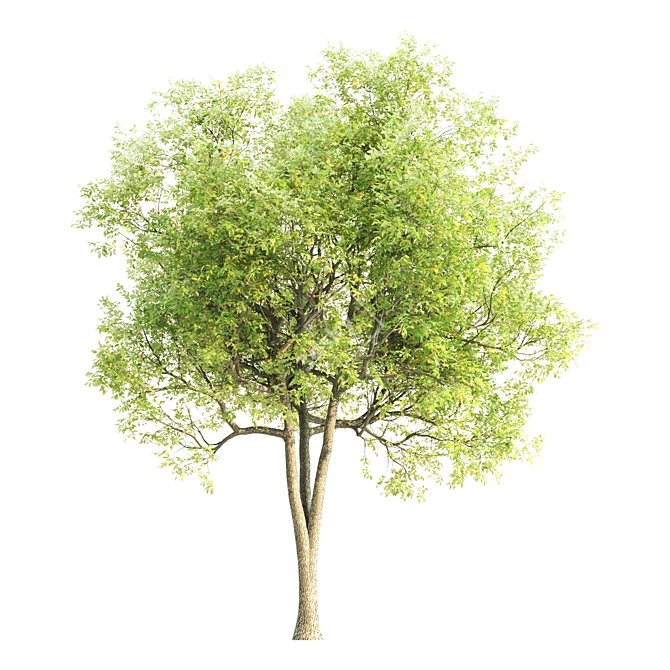 Tall Sorrel Tree V-2: 12m Height 3D model image 3