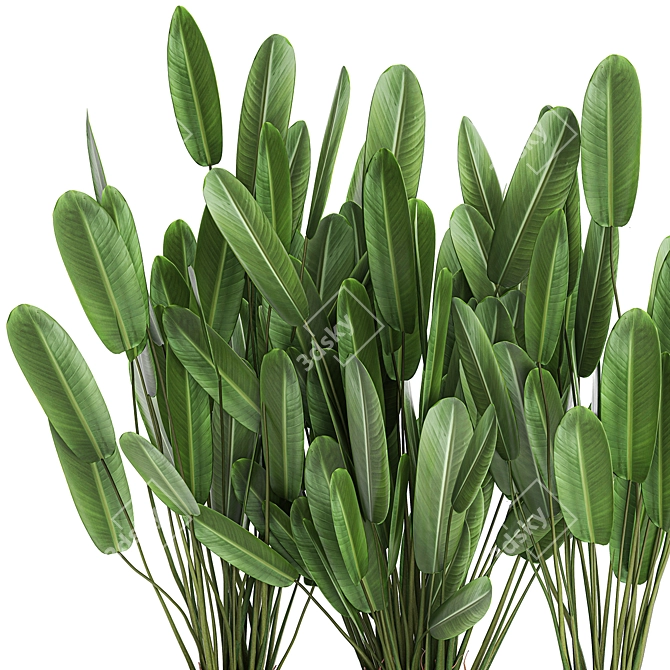 Tropical Plant Collection: Banana Palm, Ravenala, Strelitzia 3D model image 2