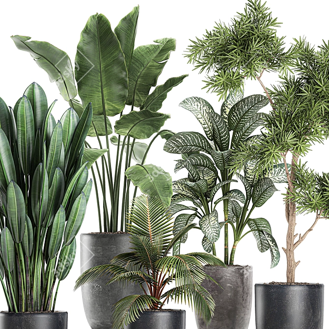 Tropical Plant Collection: Exotic, Decorative, and Stunning 3D model image 2
