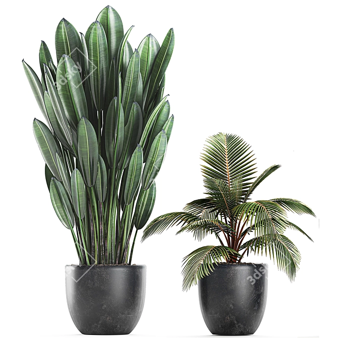 Tropical Plant Collection: Exotic, Decorative, and Stunning 3D model image 3