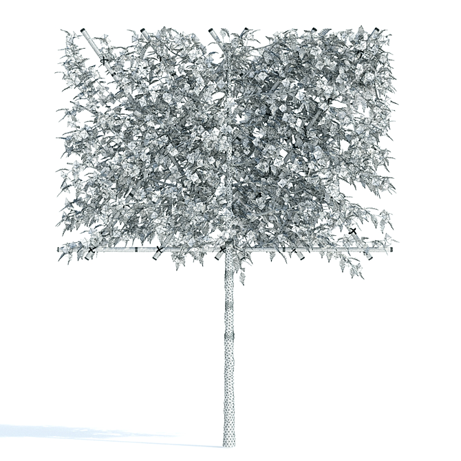 Flowering Apple Tree on Trellis 3D model image 2