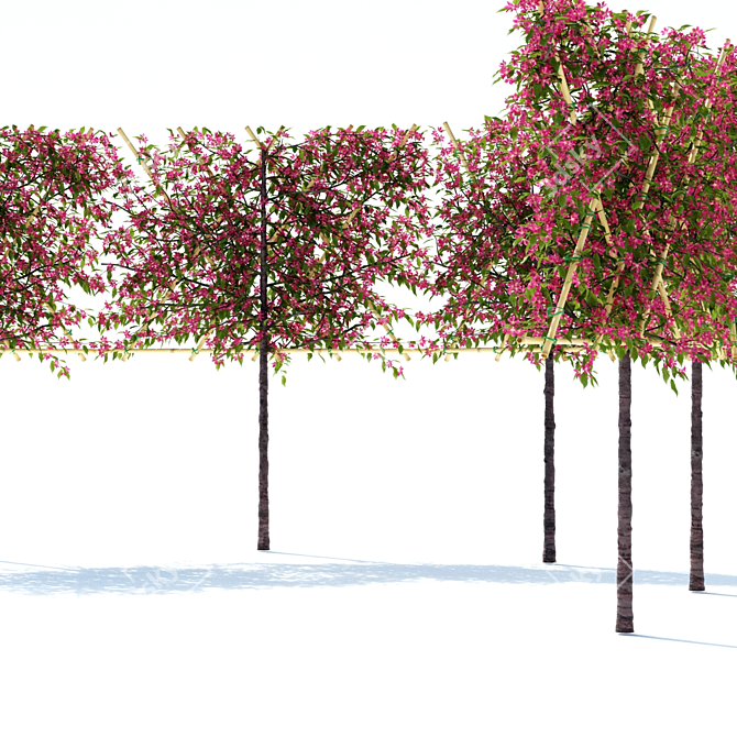 Flowering Apple Tree on Trellis 3D model image 4