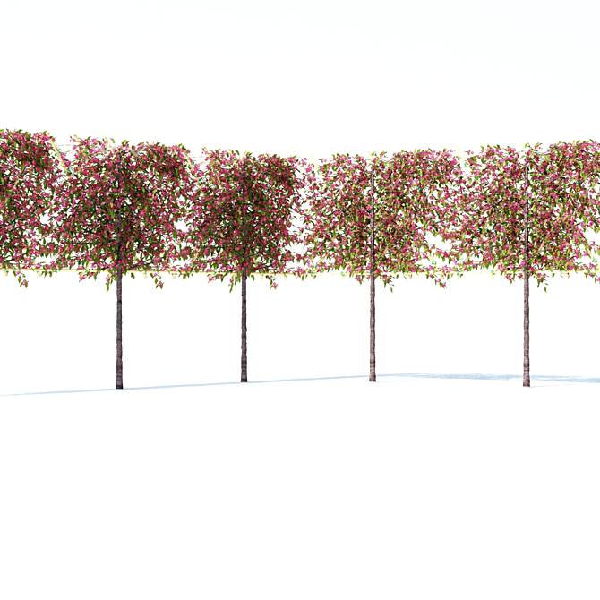 Flowering Apple Tree on Trellis 3D model image 5